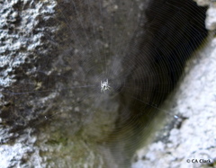 Cryptaranea atrihastula