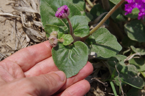 Image of Abronia ameliae by (c) Eric Knight, some rights reserved (CC BY)