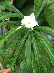 Plumeria pudica