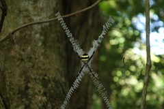 Argiope caledonia