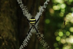 Argiope caledonia