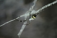 Argiope caledonia