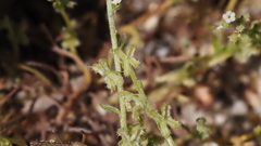 Pectocarya anisocarpa