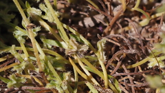 Pectocarya anisocarpa