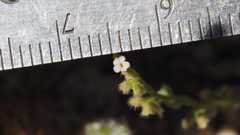 Pectocarya anisocarpa