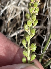 Triglochin concinna concinna