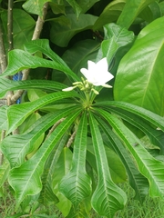 Plumeria pudica