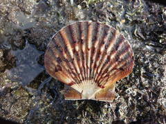 Pecten novaezelandiae