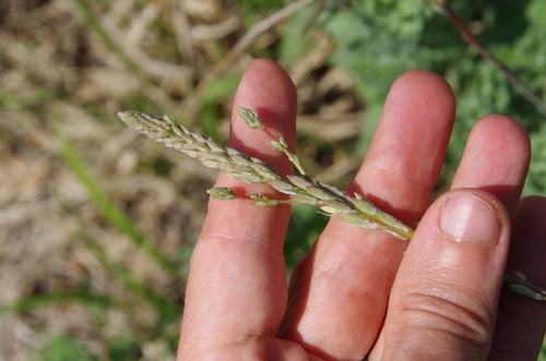 Image of Oenothera mckelveyae by (c) Eric Knight, some rights reserved (CC BY)
