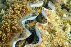 Tridacna noae