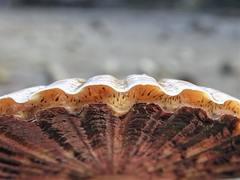 Pecten novaezelandiae