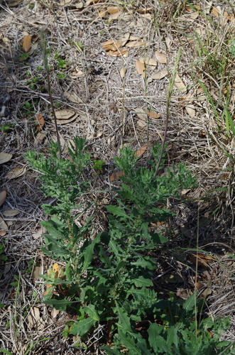 Image of Oenothera mckelveyae by (c) Eric Knight, some rights reserved (CC BY)