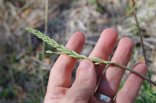 Image of Oenothera mckelveyae by (c) Eric Knight, some rights reserved (CC BY)