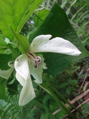 Trillium