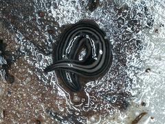 Platydemus victoriae