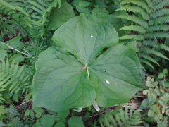Trillium