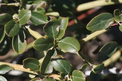 Ceanothus palmeri