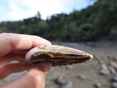 Pecten novaezelandiae