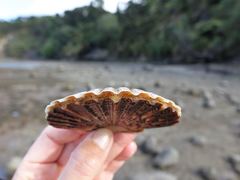 Pecten novaezelandiae