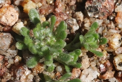 Eremocarya lepida