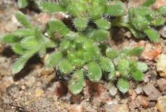 Eremocarya lepida