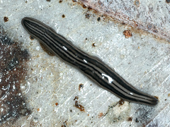 Platydemus victoriae