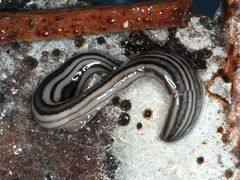 Platydemus victoriae