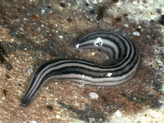 Platydemus victoriae