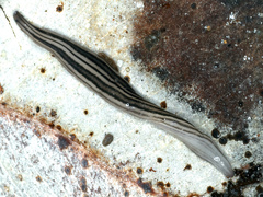 Platydemus victoriae