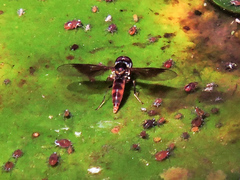 Ocyptamus antiphates