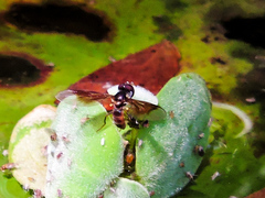 Ocyptamus antiphates