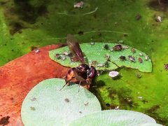 Ocyptamus antiphates