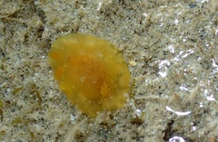 Doriopsilla carneola