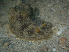 Platydoris scabra