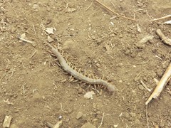 Scolopendra subspinipes