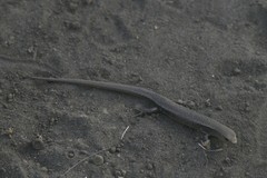 Caledoniscincus atropunctatus