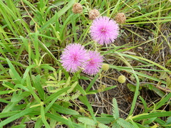 Mimosa hystricina