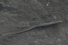 Caledoniscincus atropunctatus