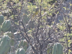 Geothlypis tolmiei