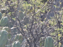 Geothlypis tolmiei