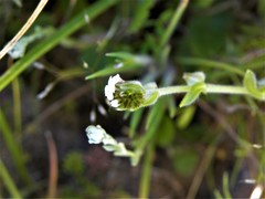 Plagiobothrys canescens