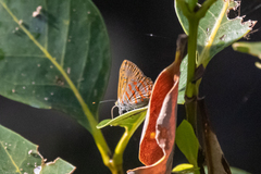 Hypochrysops apelles