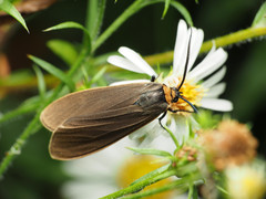 Cisseps fulvicollis