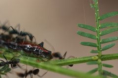 Jalmenus evagoras