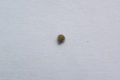 Plagiobothrys canescens