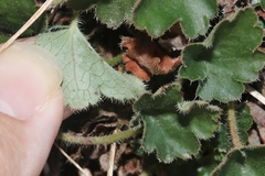 Heuchera brevistaminea
