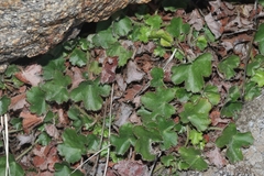 Heuchera brevistaminea