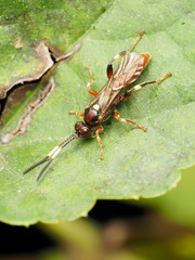 Cratichneumon paratus
