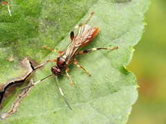 Cratichneumon paratus
