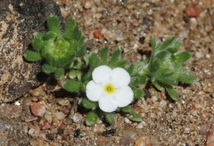 Eremocarya lepida